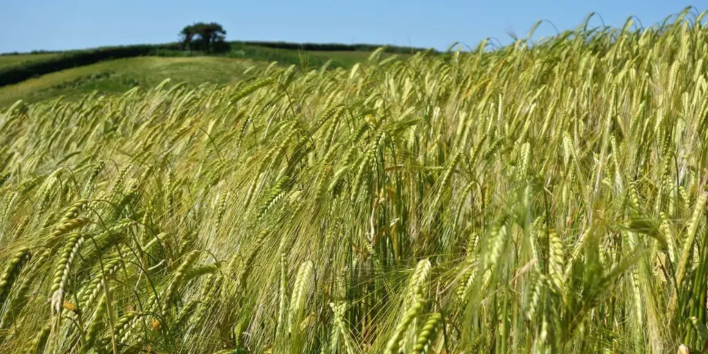 <span id=hs_cos_wrapper_name class=hs_cos_wrapper hs_cos_wrapper_meta_field hs_cos_wrapper_type_text style= data-hs-cos-general-type=meta_field data-hs-cos-type=text >Confirmation That Early Humans Were Making Bread</span>