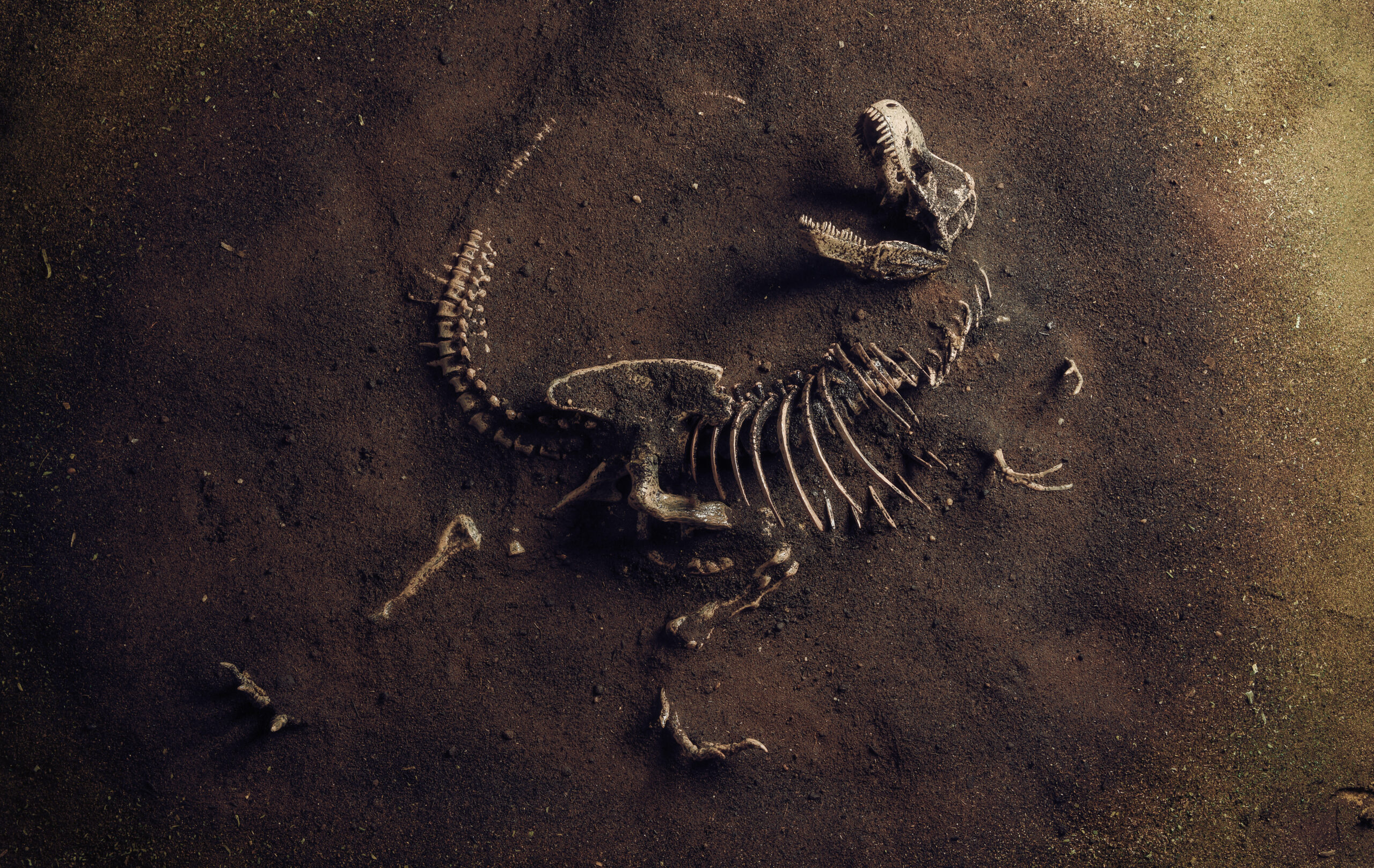 <span id=hs_cos_wrapper_name class=hs_cos_wrapper hs_cos_wrapper_meta_field hs_cos_wrapper_type_text style= data-hs-cos-general-type=meta_field data-hs-cos-type=text >Does Naturalism Explain the Fossil Record</span>