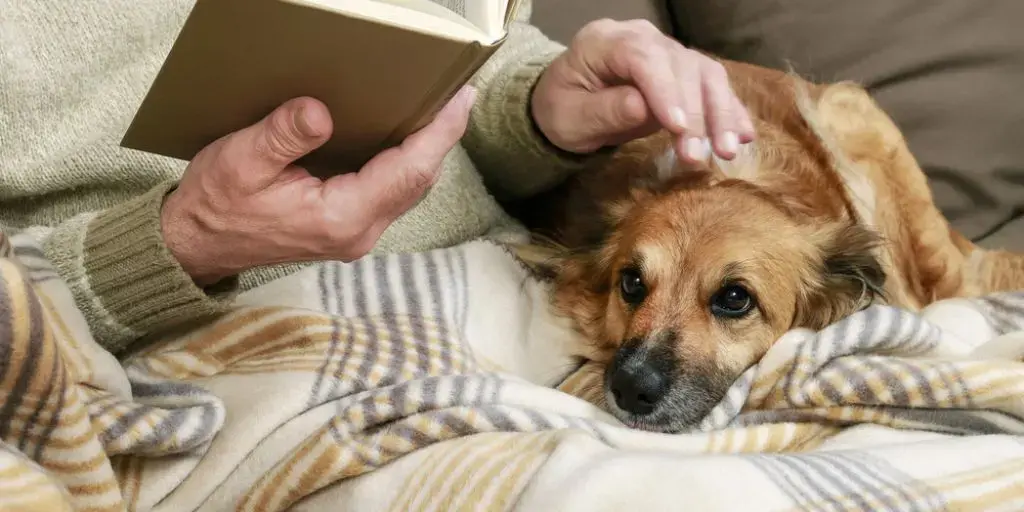 <span id=hs_cos_wrapper_name class=hs_cos_wrapper hs_cos_wrapper_meta_field hs_cos_wrapper_type_text style= data-hs-cos-general-type=meta_field data-hs-cos-type=text >Domestication, Human Exceptionalism, and Creation</span>