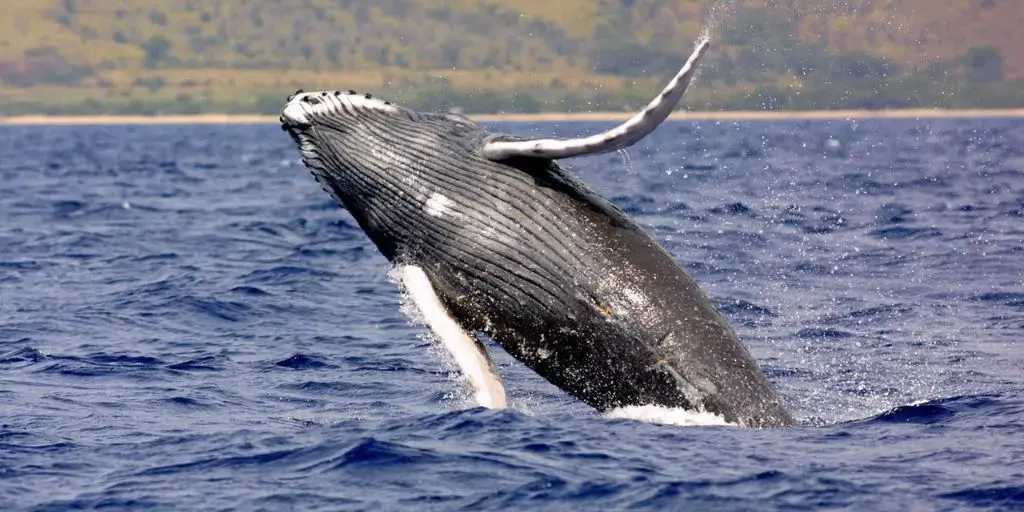 <span id=hs_cos_wrapper_name class=hs_cos_wrapper hs_cos_wrapper_meta_field hs_cos_wrapper_type_text style= data-hs-cos-general-type=meta_field data-hs-cos-type=text >How Whales Increase Fish Stocks and Help Control Global Warming</span>