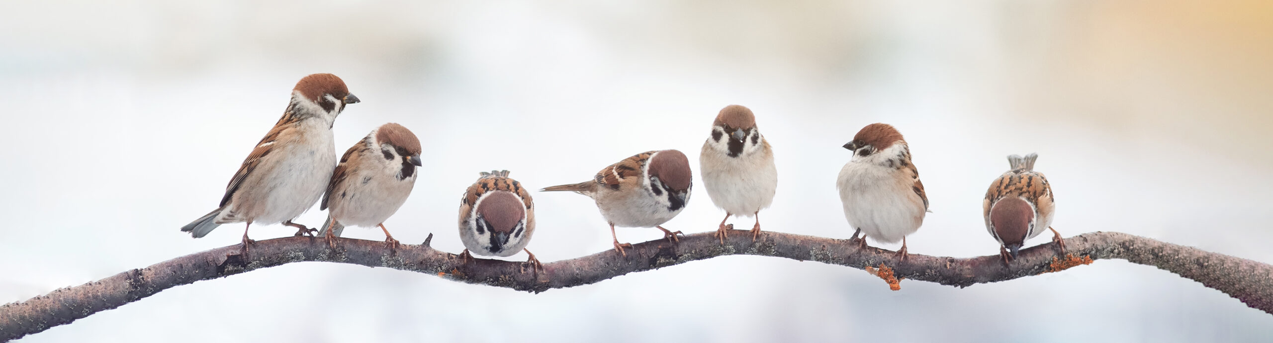 <span id=hs_cos_wrapper_name class=hs_cos_wrapper hs_cos_wrapper_meta_field hs_cos_wrapper_type_text style= data-hs-cos-general-type=meta_field data-hs-cos-type=text >Learning Spiritual Lessons from the Animals</span>