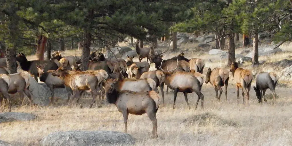 <span id=hs_cos_wrapper_name class=hs_cos_wrapper hs_cos_wrapper_meta_field hs_cos_wrapper_type_text style= data-hs-cos-general-type=meta_field data-hs-cos-type=text >We Are Living at the Optimal Terrestrial Mammal Moment</span>