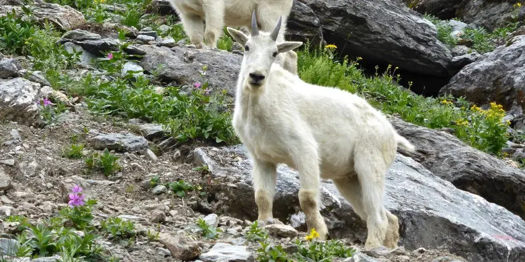 <span id=hs_cos_wrapper_name class=hs_cos_wrapper hs_cos_wrapper_meta_field hs_cos_wrapper_type_text style= data-hs-cos-general-type=meta_field data-hs-cos-type=text >What Does Animal Altruism Tell Us About God?</span>