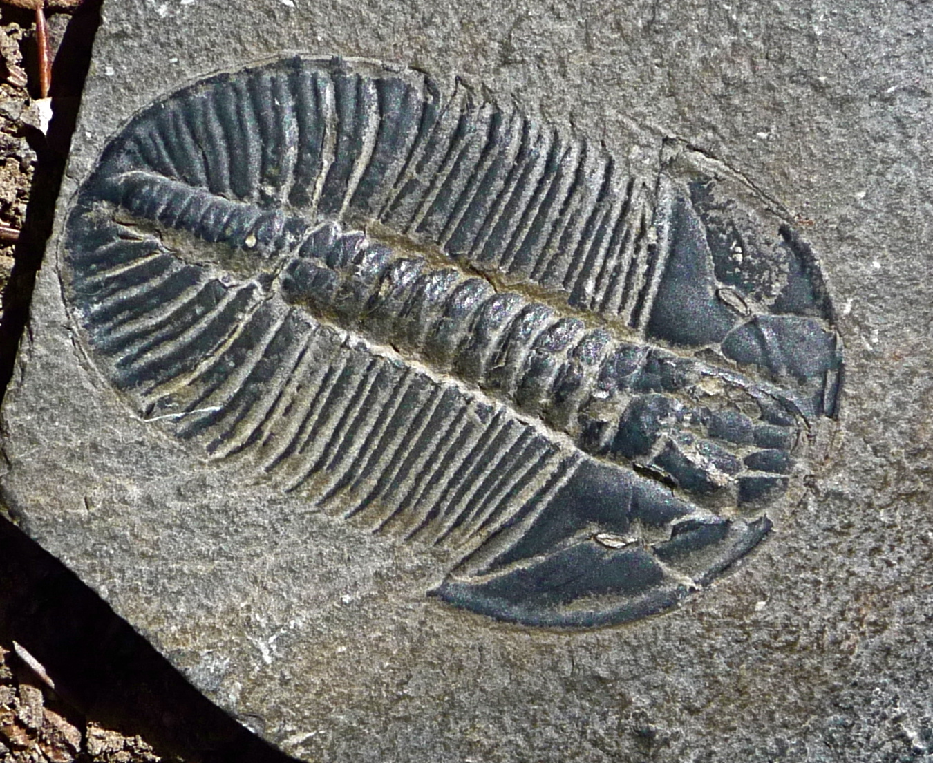 <span id=hs_cos_wrapper_name class=hs_cos_wrapper hs_cos_wrapper_meta_field hs_cos_wrapper_type_text style= data-hs-cos-general-type=meta_field data-hs-cos-type=text >Where Did the Cambrian Oxygen Come From?</span>